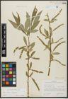 Foto von Salix alba L. x Salix fragilis L.